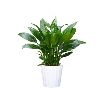 速看！宁波镇海花木租赁价格大揭秘